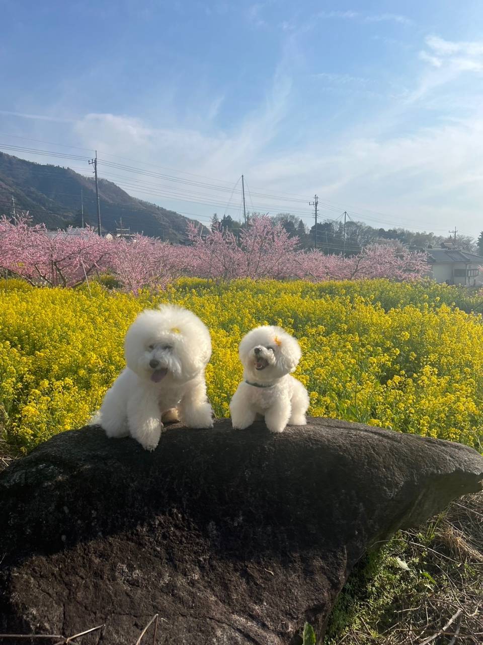 今年も満開🌸 山梨県甲州市桃.ファミリーファーム三森です。